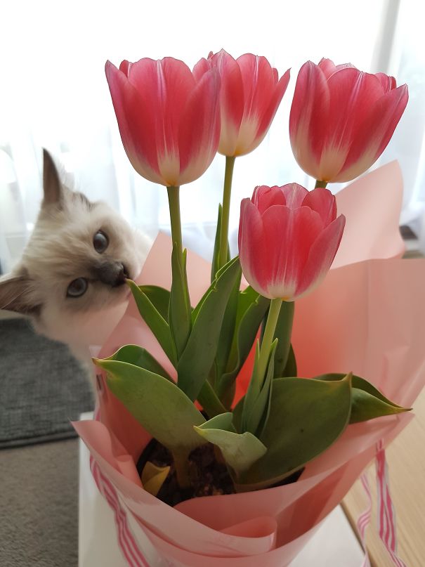 Funny Cat Photobombs
