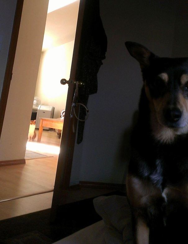 Funny Cat Photobombs