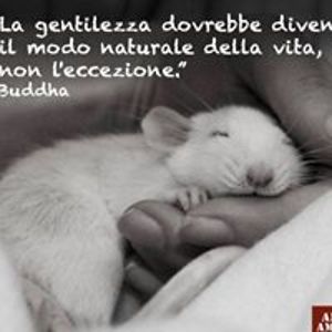 andrea_palazzi avatar