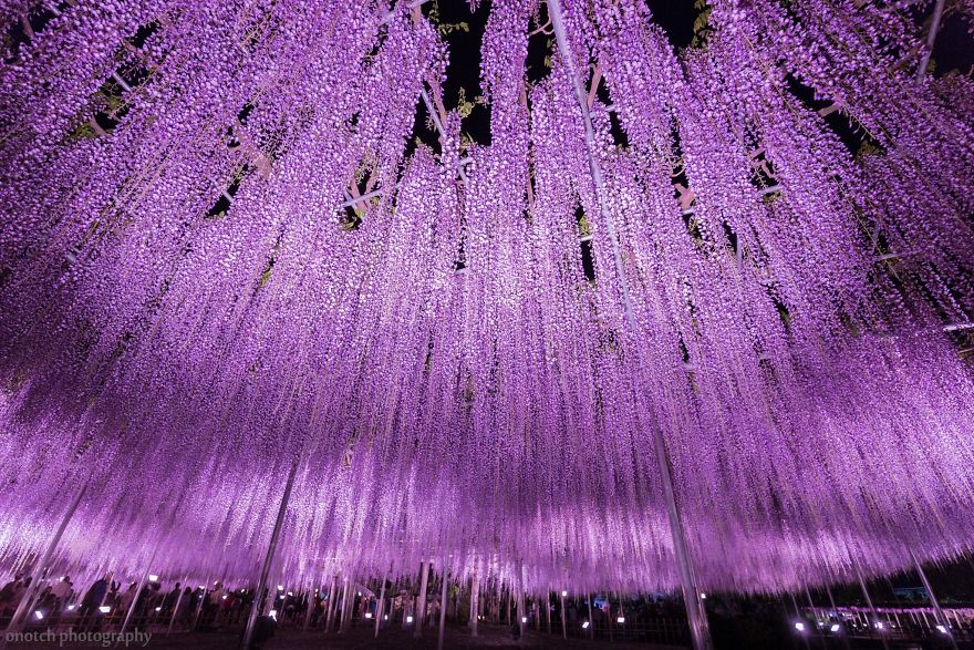 Tochigi-wisteria-festival-japan