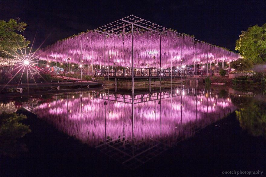 Tochigi-wisteria-festival-japan