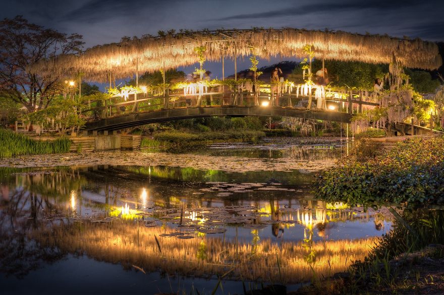 Tochigi-wisteria-festival-japan