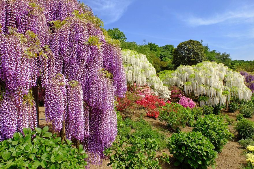 Tochigi-wisteria-festival-japan