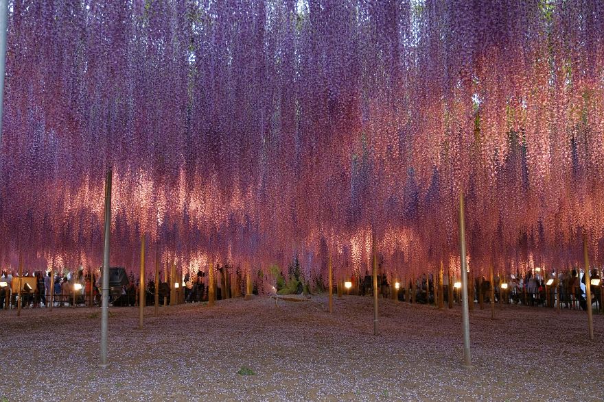 Tochigi-wisteria-festival-japan