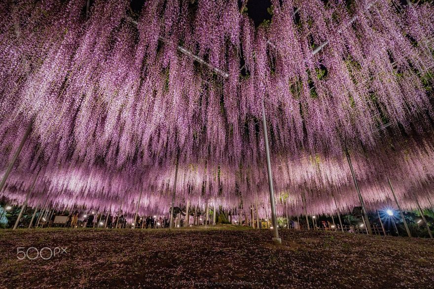 Tochigi-wisteria-festival-japan