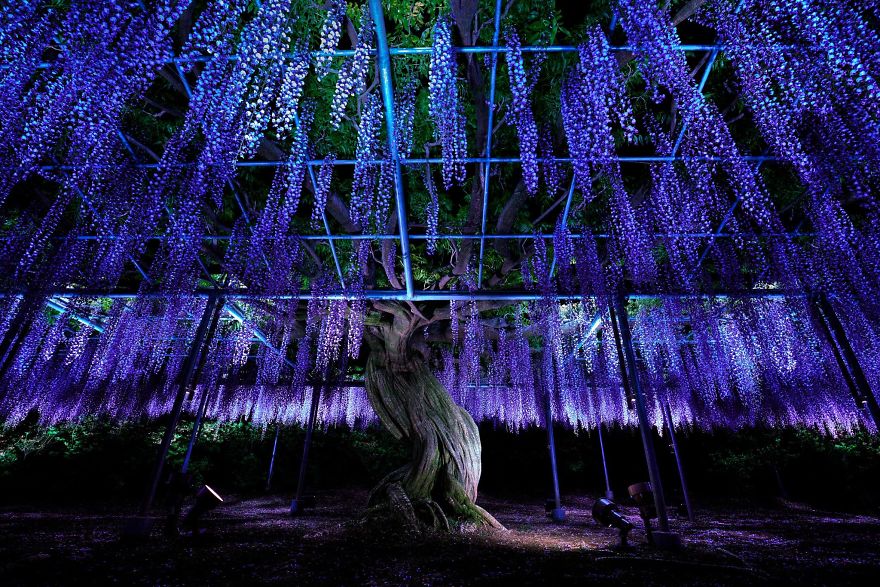 Tochigi-wisteria-festival-japan