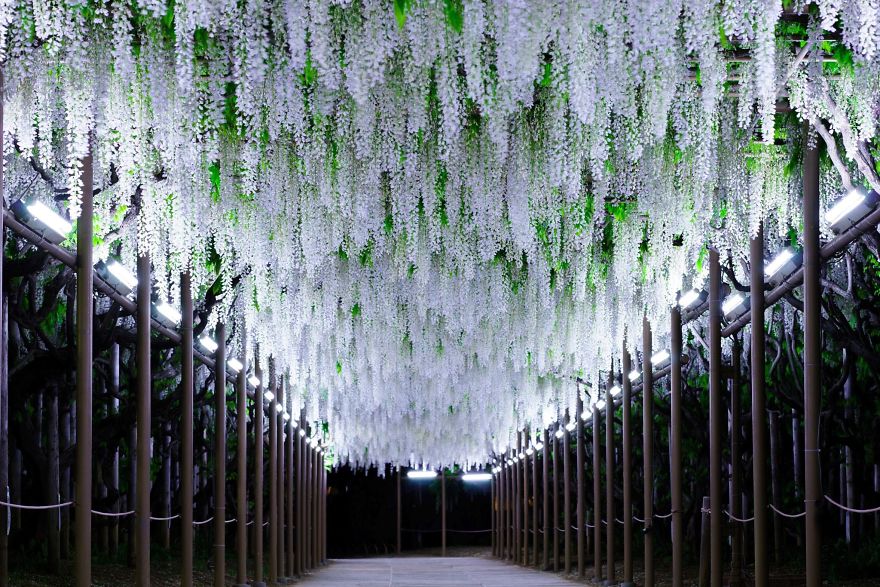 Tochigi-wisteria-festival-japan