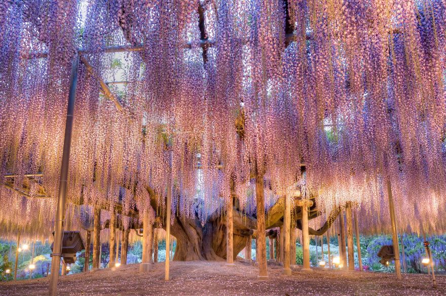 Tochigi-wisteria-festival-japan