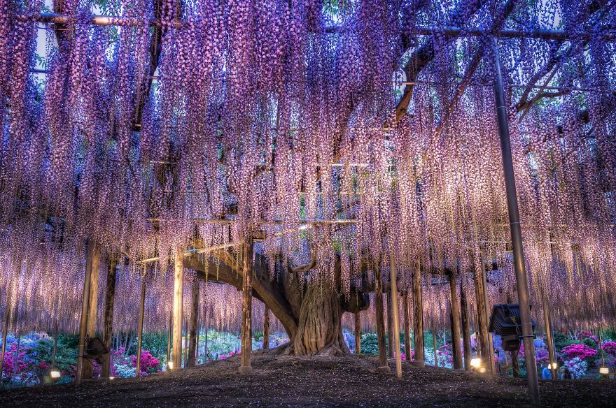 Tochigi-wisteria-festival-japan