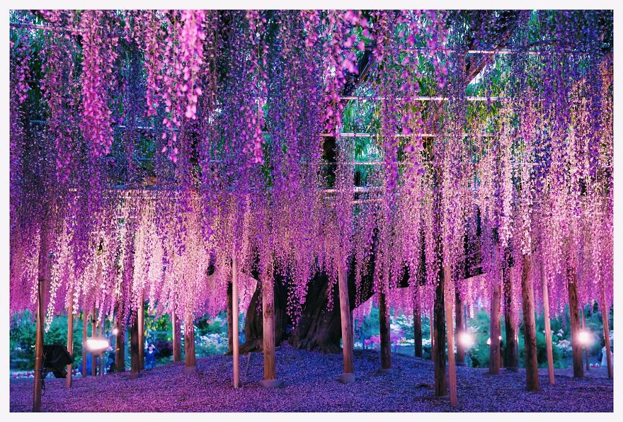 Tochigi-wisteria-festival-japan