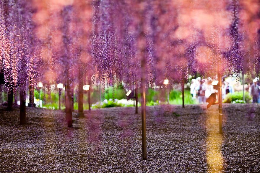 Tochigi-wisteria-festival-japan