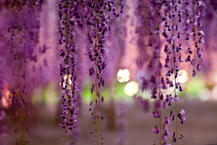 Tochigi-wisteria-festival-japan