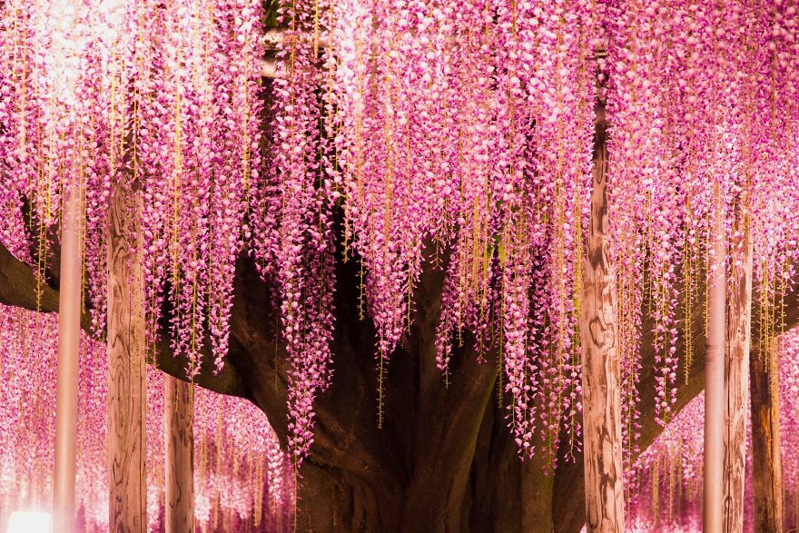 Tochigi-wisteria-festival-japan