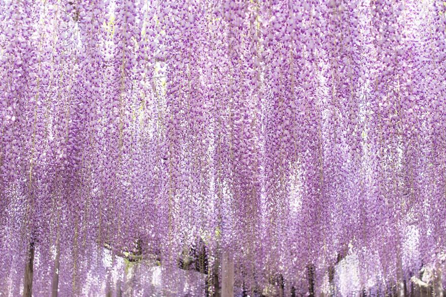 Tochigi-wisteria-festival-japan