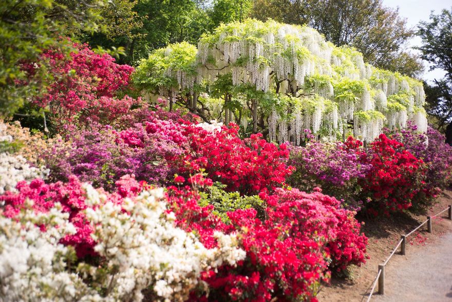 Tochigi-wisteria-festival-japan