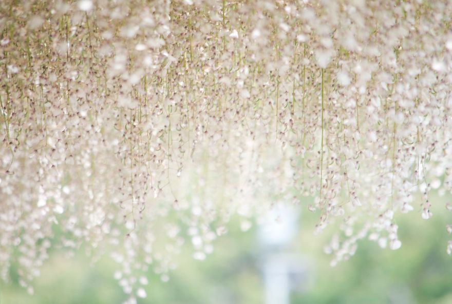 Tochigi-wisteria-festival-japan