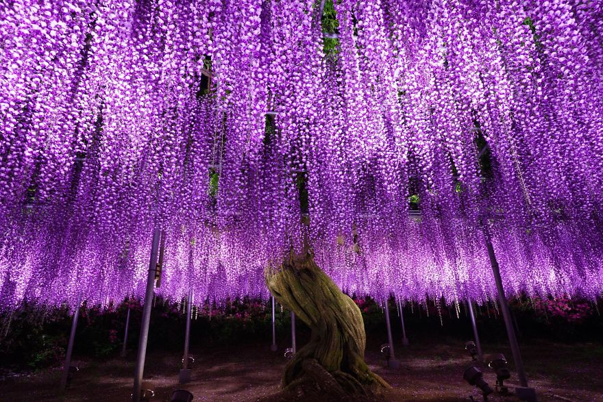 Tochigi-wisteria-festival-japan