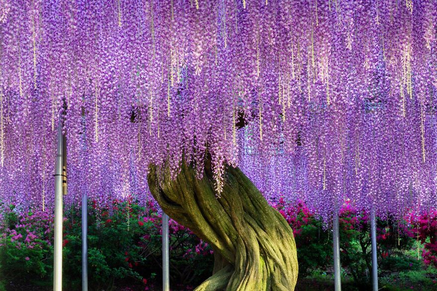 Tochigi-wisteria-festival-japan