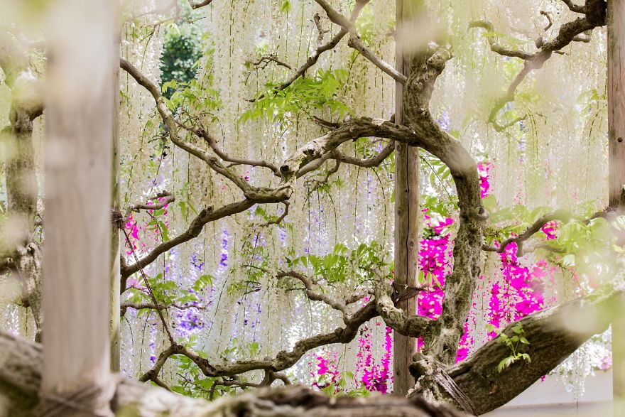Tochigi-wisteria-festival-japan