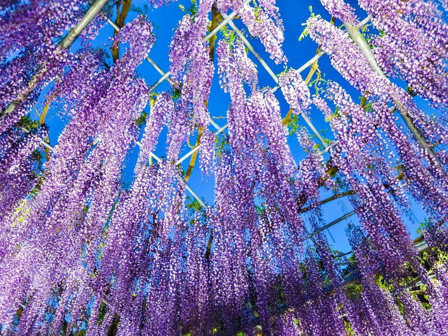 Tochigi-wisteria-festival-japan