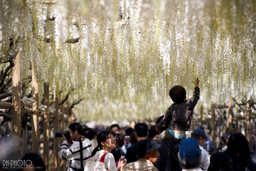 Tochigi-wisteria-festival-japan