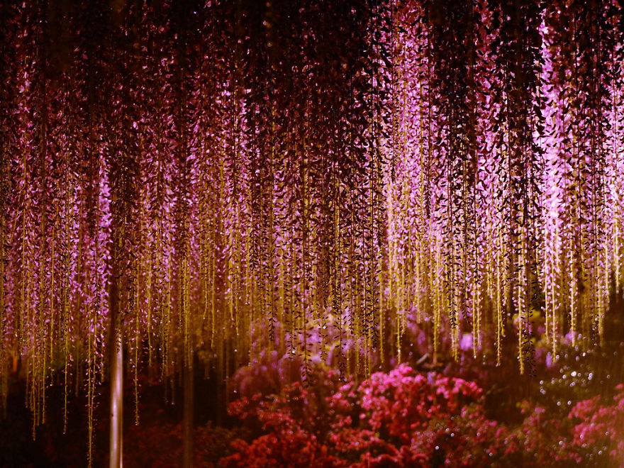 Tochigi-wisteria-festival-japan