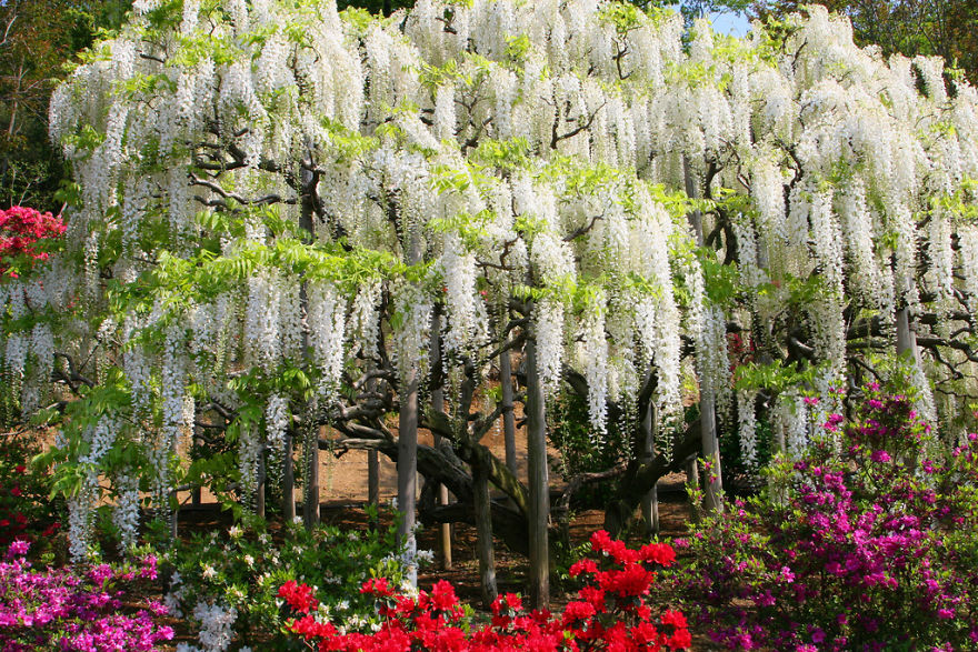 Tochigi-wisteria-festival-japan
