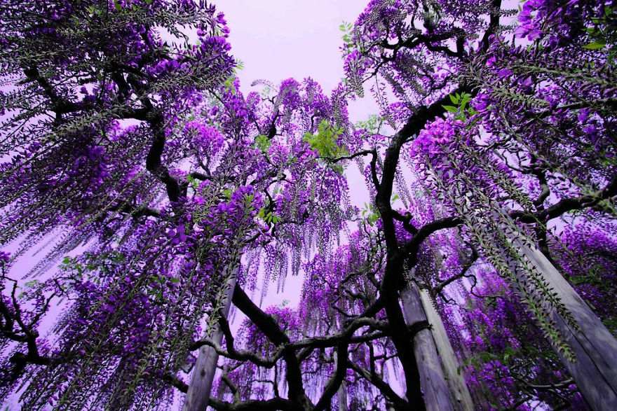 Tochigi-wisteria-festival-japan