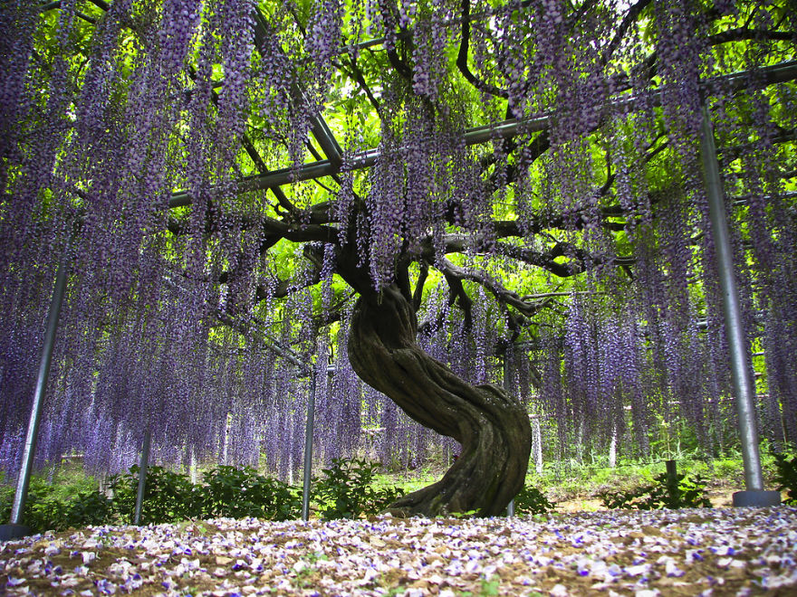 Tochigi-wisteria-festival-japan