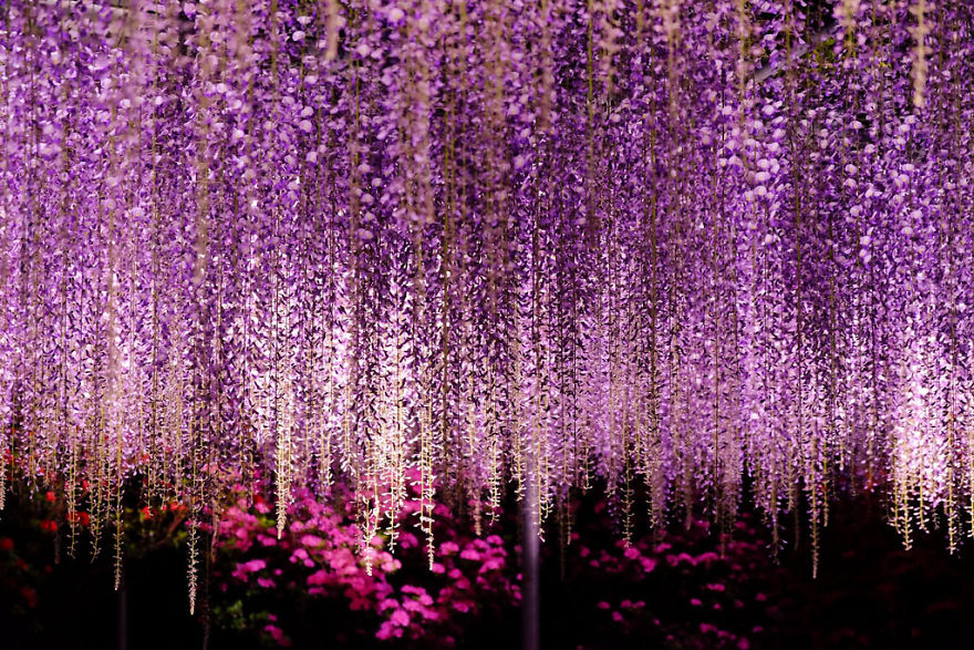 Tochigi-wisteria-festival-japan