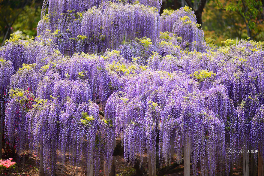 Tochigi-wisteria-festival-japan