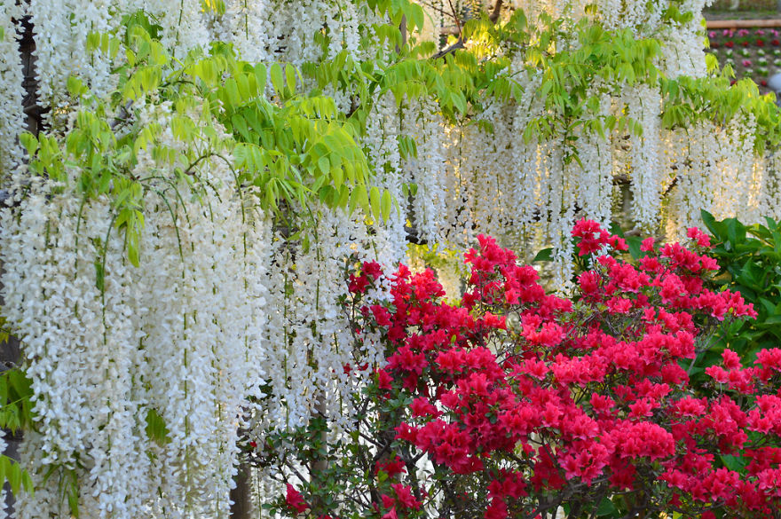 Tochigi-wisteria-festival-japan
