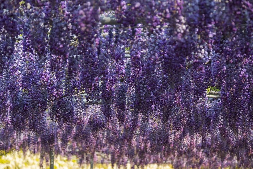 Tochigi-wisteria-festival-japan