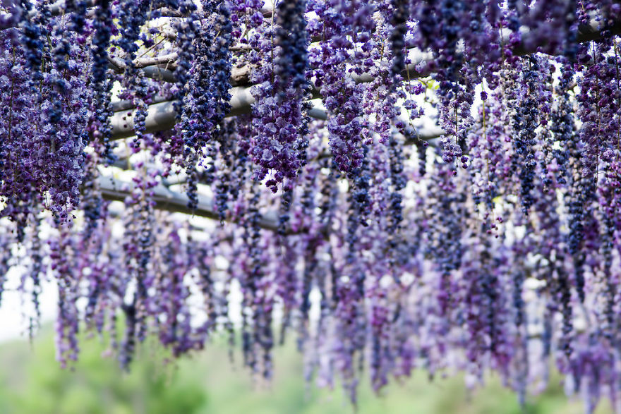 Tochigi-wisteria-festival-japan