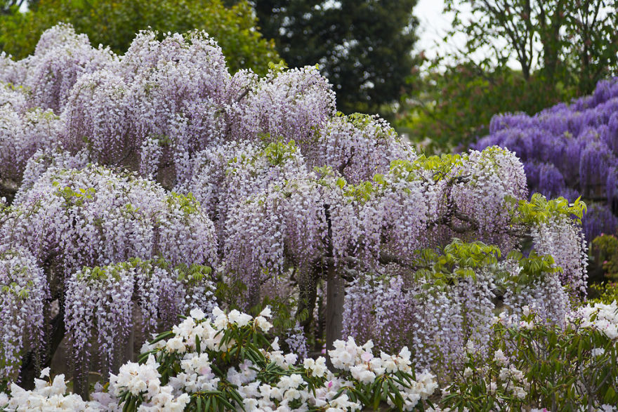 Tochigi-wisteria-festival-japan