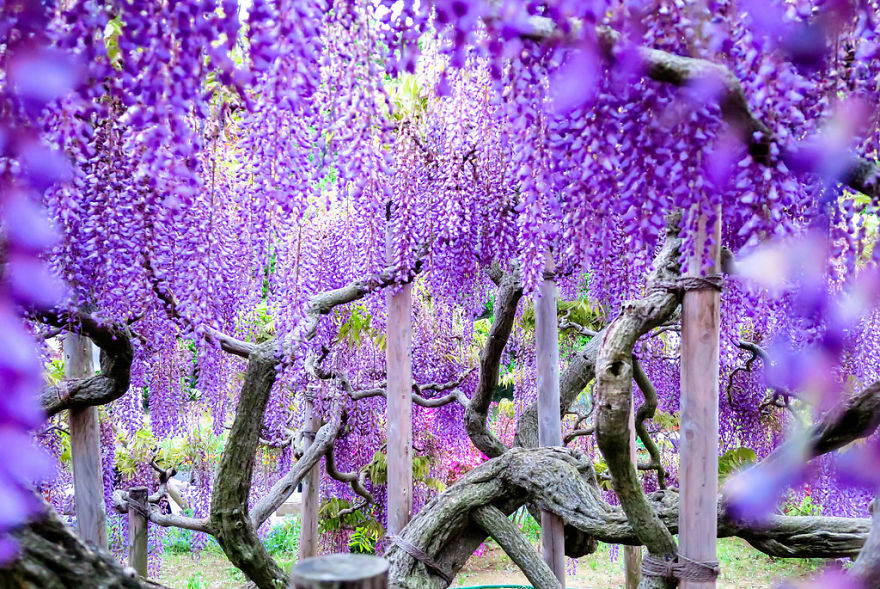 Tochigi-wisteria-festival-japan
