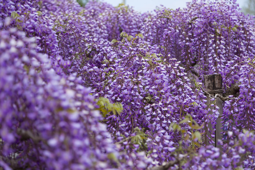 Tochigi-wisteria-festival-japan