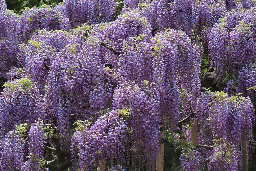 Tochigi-wisteria-festival-japan