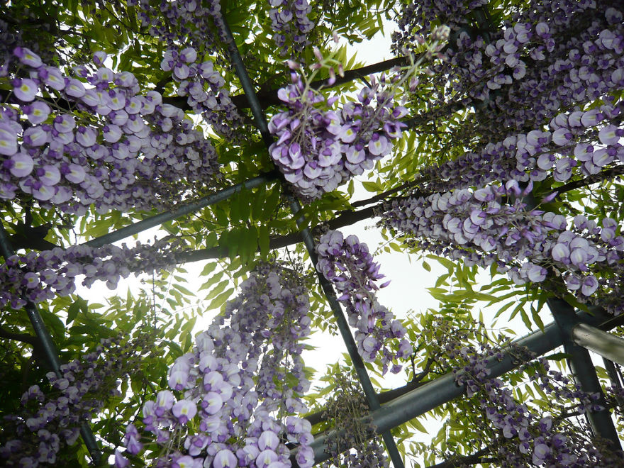 Tochigi-wisteria-festival-japan