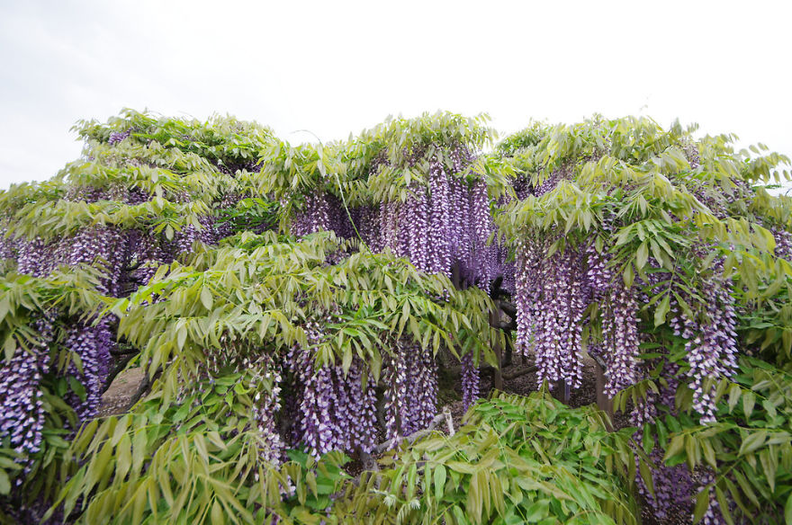 Tochigi-wisteria-festival-japan