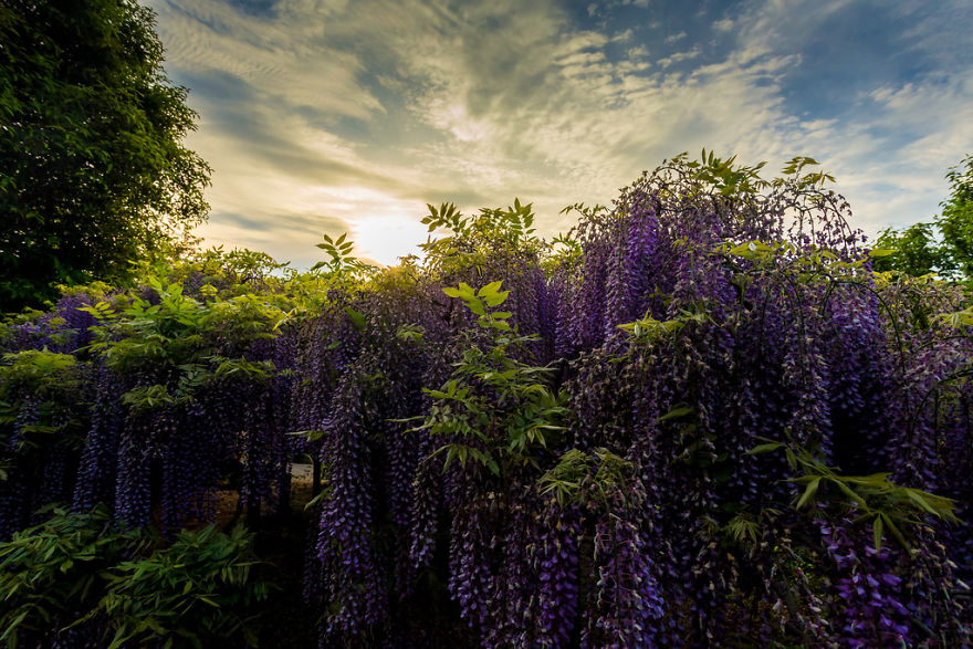 Tochigi-wisteria-festival-japan