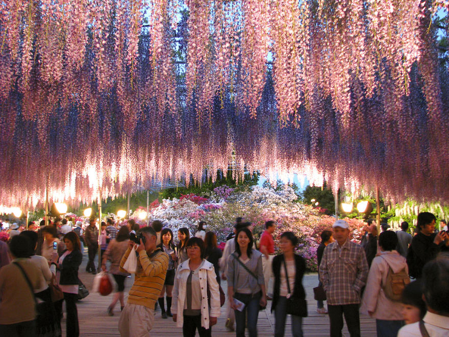Tochigi-wisteria-festival-japan