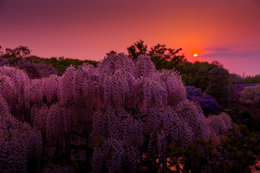 Tochigi-wisteria-festival-japan