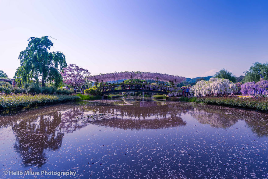 Tochigi-wisteria-festival-japan