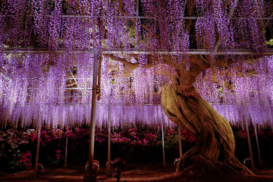 Tochigi-wisteria-festival-japan