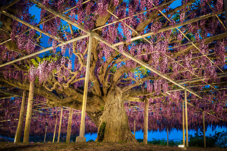 Tochigi-wisteria-festival-japan