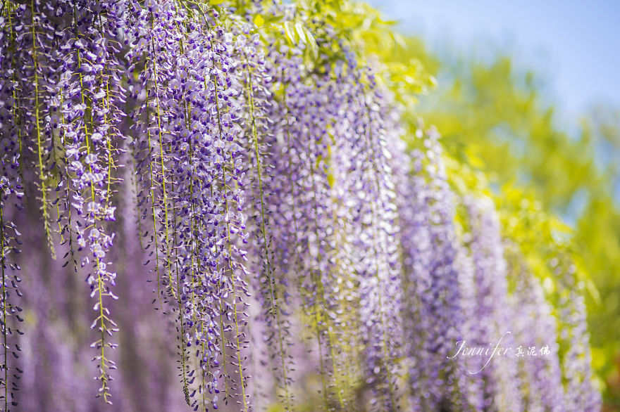 Tochigi-wisteria-festival-japan