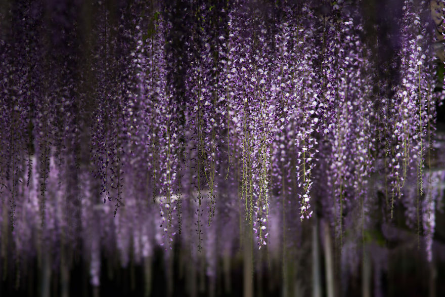 Tochigi-wisteria-festival-japan