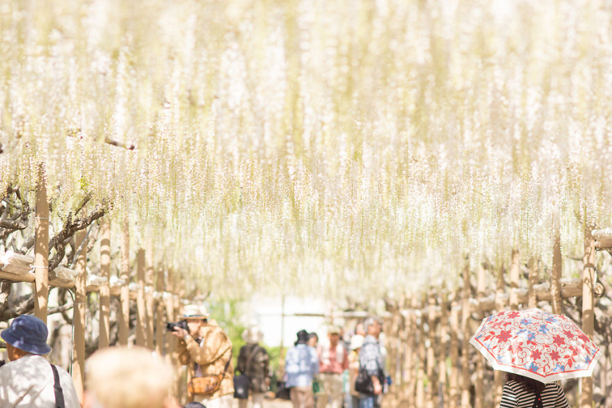 Tochigi-wisteria-festival-japan