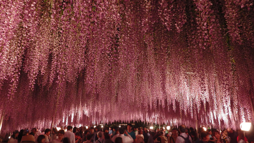 Tochigi-wisteria-festival-japan